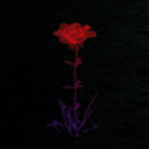 Meet your Posher, Gum